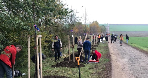 Sto stromů v Aleji svobody v Šatově: Rakušané si lípy a javory adoptovali na dálku