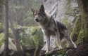Alfa: Film o chlapci a jeho vlku v době ledové