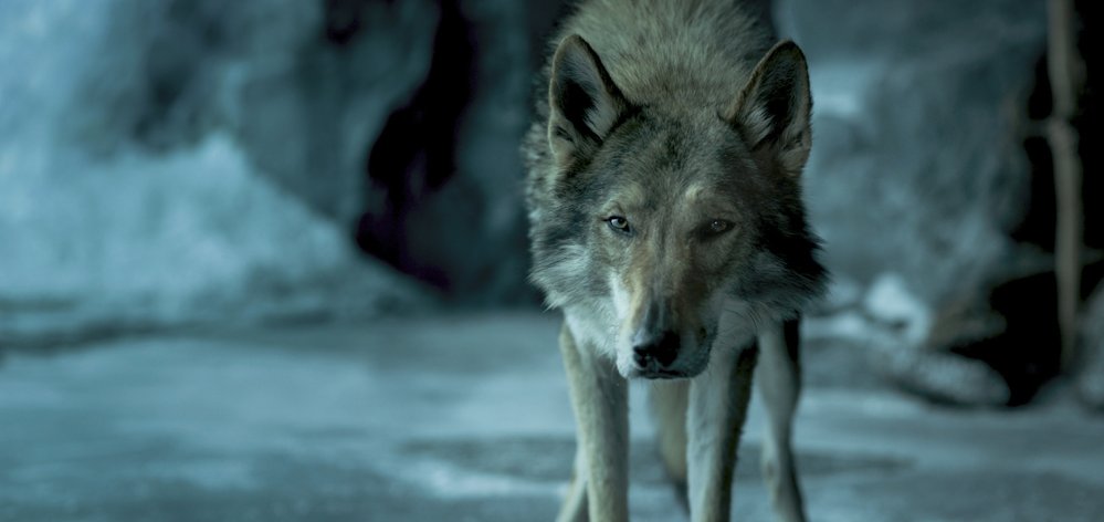Alfa: Film o chlapci a jeho vlku v době ledové