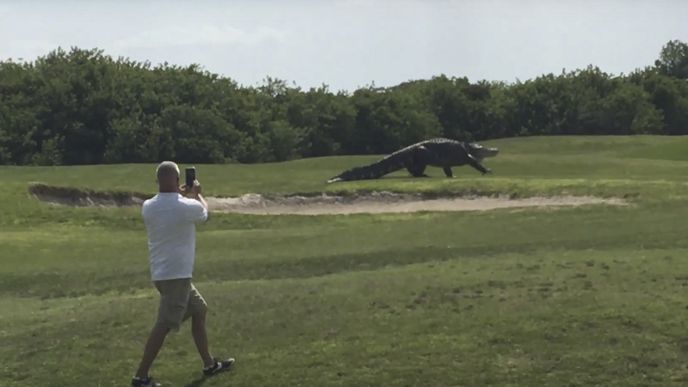 Nebezpečný aligátor na golfovém hřišti na Floridě