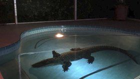 Obří aligátor vlezl rodině do bazénu. Zavolala na něj policii 
