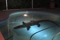 Obří aligátor vlezl rodině do bazénu. Zavolala na něj policii