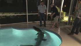 Moc lidí ještě ve vnitřním bazénu aligátora nemělo