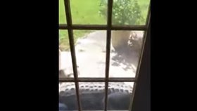 Aligátor u dveří rodinného domu