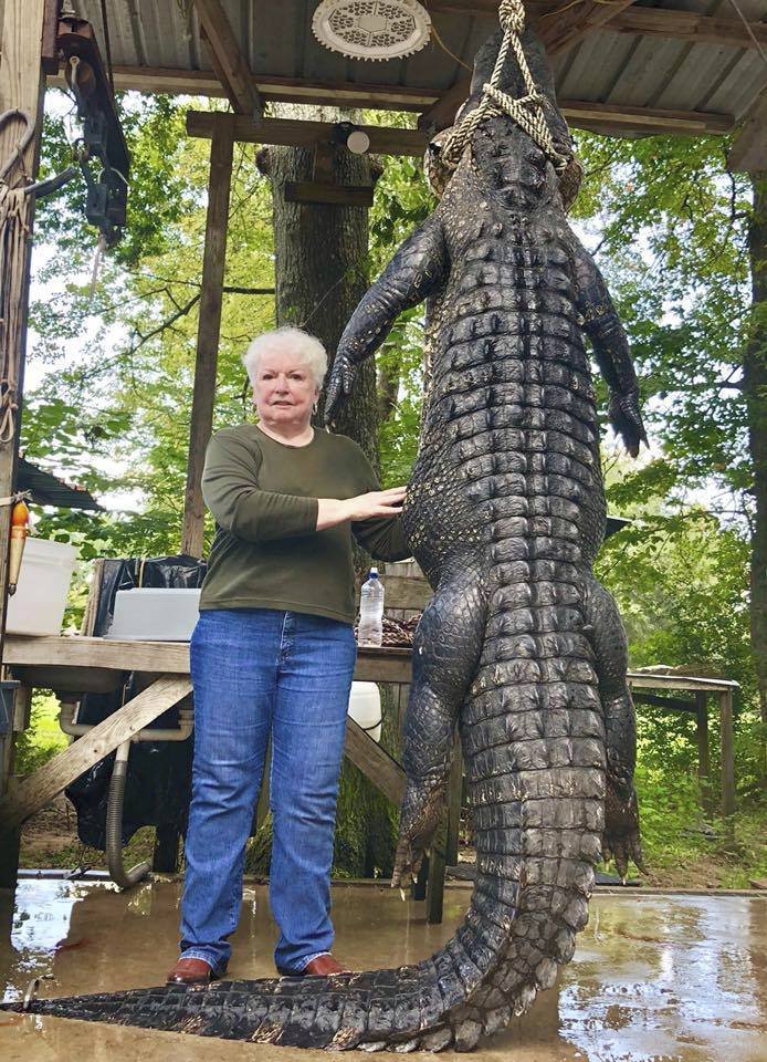 Seniorka (73) zastřelila aligátora jedním výstřelem: 3metrové zvíře jí před třemi lety zabilo milovaného poníka!