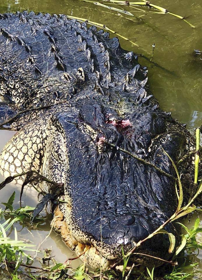 Seniorka (73) zastřelila aligátora jedním výstřelem: 3metrové zvíře jí před třemi lety zabilo milovaného poníka!