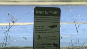 Američan lovil frisbee talíře z jezera. Ve vodě ho ale zřejmě zabil aligátor.