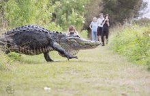 Z močálu na Floridě vylezl »dinosaurus«!