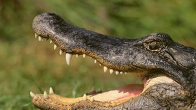 Ženu na procházce se psy zabil aligátor! Její tělo našel zdrcený příbuzný