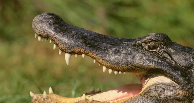 Ženu na procházce se psy zabil aligátor! Její tělo našel zdrcený příbuzný