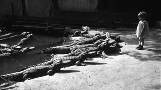 Když se děti mazlily s aligátory: Bizarní americký zábavní park by dnes okamžitě zakázali