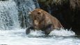 Aljašský národní park Katmai je svrchovaným královstvím hnědých medvědů grizzly