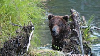 Pozor, grizzly! Poznejte strasti a slasti fotografů v medvědím království