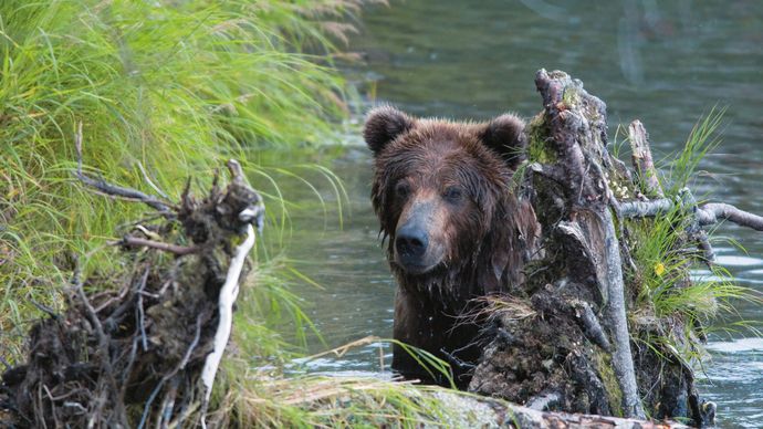 Aljašský národní park Katmai je svrchovaným královstvím hnědých medvědů grizzly