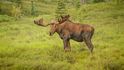 Národní park Denali, třetí největší v Severní Americe, patří mezi několik málo přírodních rezervací, jež se podařilo uchovat téměř nedotčené.