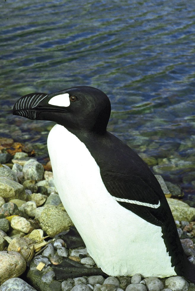 Nelétavá alka velká (Pinguinus impennis) byla arktickou obdobou tučňáků, vyhubil ji nadměrný lov, poslední jedinci byli spatřeni r. 1852