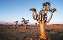 Aloe rozsochatá (A. dichotoma) z jihoafrické pouště Namib