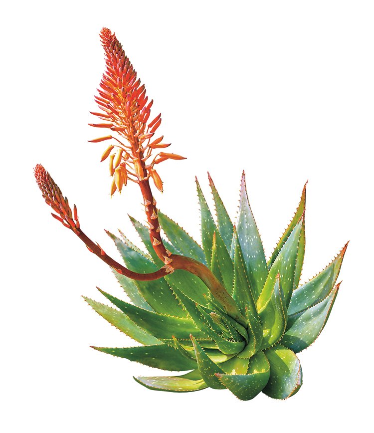 Aloe není kaktus