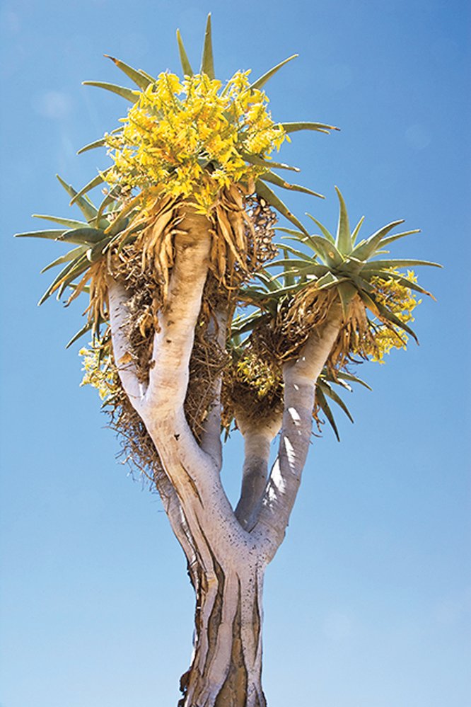 Aloe A. pillansii je kriticky ohrožená vyhynutím