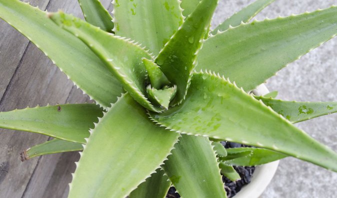 Aloe vera: Pomůže při popálení i s nechutenstvím! Jak ji pěstovat?