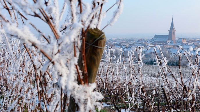 Také vinice v Alsasku utrpěly nenadálými mrazy, které přišly po teplých dnech.