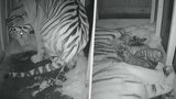 Video z porodu v zoo Hluboká: Tygřice přivedla na svět tři koťata