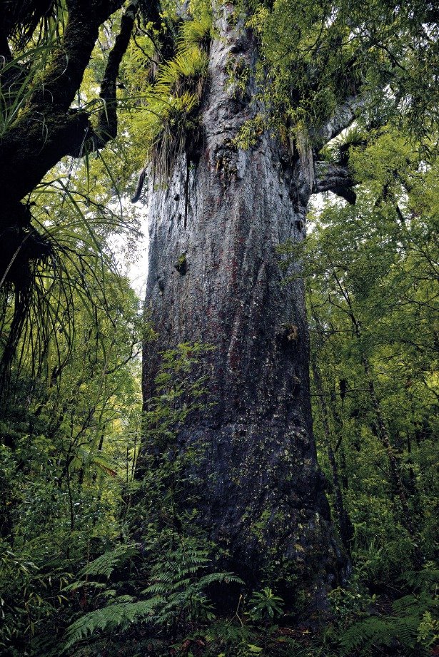 Kauri, jeden z největších stromů na světě, má mělké kořeny, proto se až k němu nesmí, a chybí tak měřítko pro pochopení skutečné velikosti.