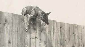 Četnický pes Alto: Psí čenich dokáže divy