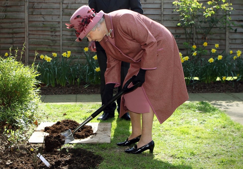 Když je Alžběta II. rozrušená, vypouští prý páru při zahradních pracích. Na snímku však nebojuje s plevelem, ale zasazuje strom na půdě jedné z Londýnských nadací