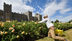 Hrad Windsor se zpřístupní veřejnosti. Je jedním ze sídel britské královny Alžběty II. (6.8.2020)