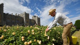 Hrad Windsor se zpřístupní veřejnosti. Je jedním ze sídel britské královny Alžběty II. (6.8.2020)