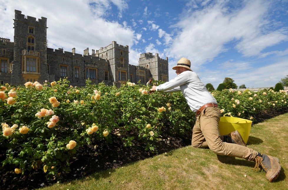 Hrad Windsor se zpřístupní veřejnosti. Je jedním ze sídel britské královny Alžběty II. (6. 8. 2020)