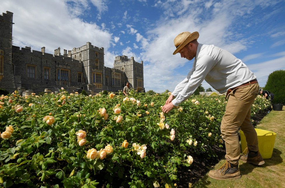 Hrad Windsor se zpřístupní veřejnosti. Je jedním ze sídel britské královny Alžběty II. (6. 8. 2020)