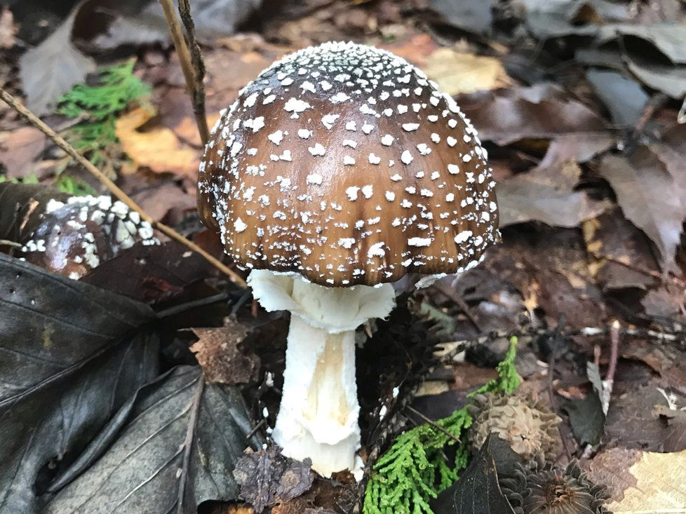 Amanita pantherina, muchomůrka tygrovaná