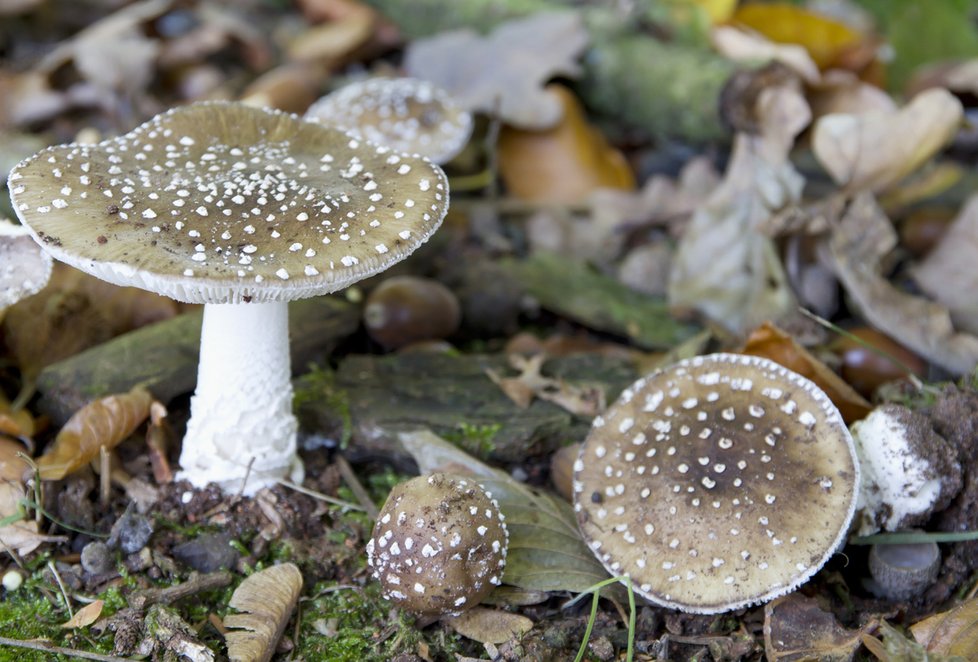 Amanita pantherina, muchomůrka tygrovaná