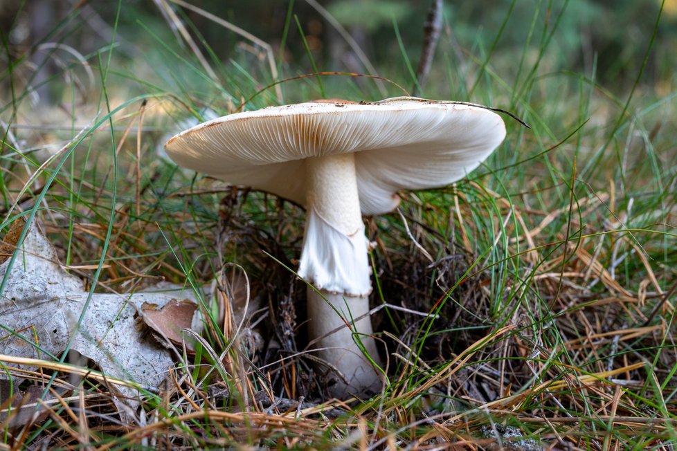 Amanita pantherina, muchomůrka tygrovaná