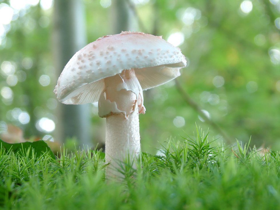 Amanita verna, muchomůrka jarní