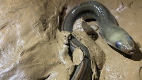 Unikátní nález: Do Amatérské jeskyně u Macochy se zatoulal říční úhoř