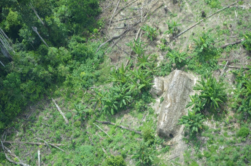 Amazonské pralesy jsou plné nebezpečí