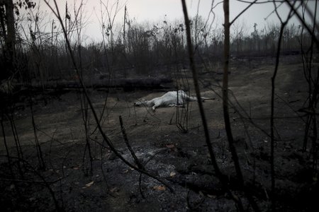 Rozsáhlé požáry v Amazonském deštném pralese.