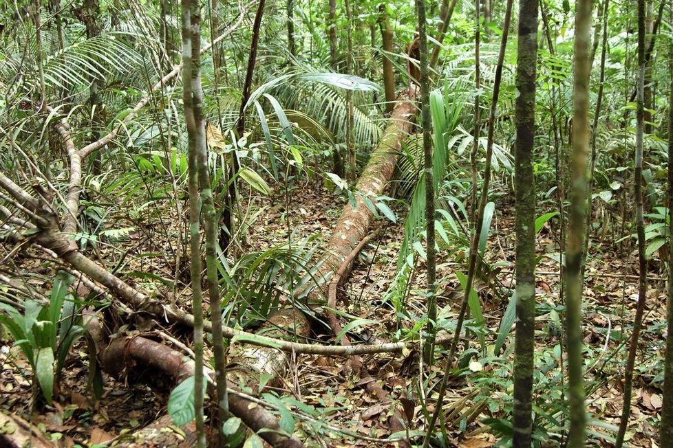 Nadnárodní společnosti ničí amazonský prales, aby zde mohly těžit zlato a další drahé kovy.