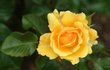 Amber Queen - Růže žlutooranžové barvy pochází z Británie. Kvete dlouho a má intenzivní vůni. Oblíbená je zejména pro svou odolnost vůči nemocem.