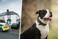 Pes zakázaného plemene zabil miminko! Prý ho vyděsil ohňostroj venku