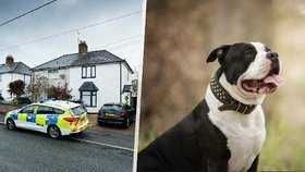 Pes zakázaného plemene zabil miminko! Prý ho vyděsil ohňostroj venku