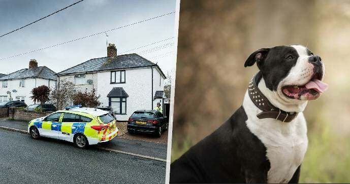 Pes zakázaného plemene zabil miminko! Prý ho vyděsil ohňostroj venku