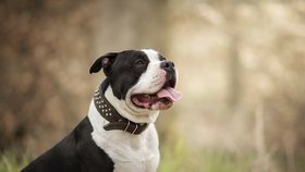 American Bully XL - ilustrační foto