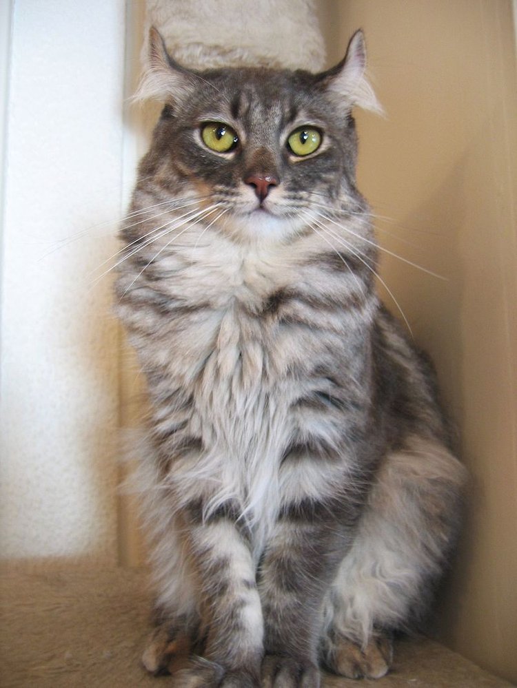 Curl je středně velká kočka chována ve dvou variantách. Krátkosrstá a dlouhosrstá.