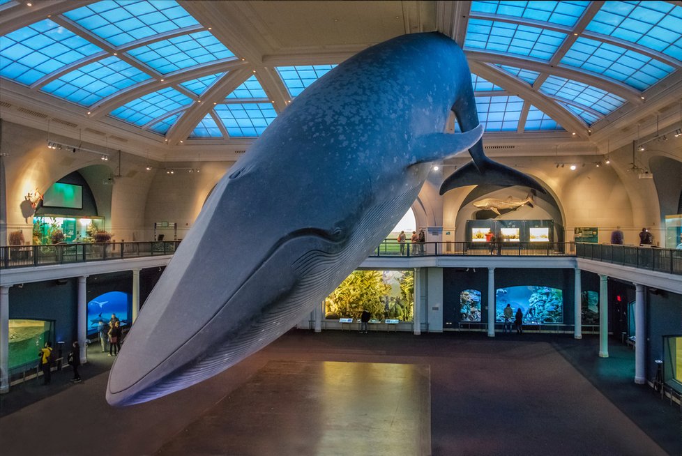 Americké přírodovědné muzeum