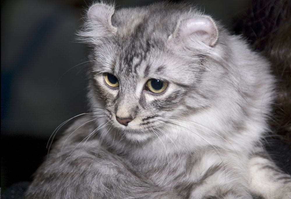 Kočičí plemeno americká curl má uši jako výr