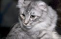 Kočičí plemeno americká curl má uši jako výr